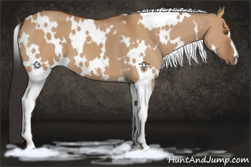 Horse Color:White Spotted Bay Dun 