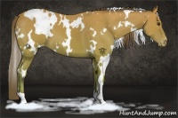 Horse Color:White Spotted Buckskin Appaloosa 