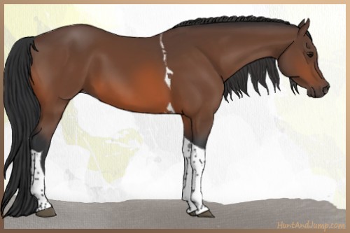 Horse Color:Bay Tobiano 