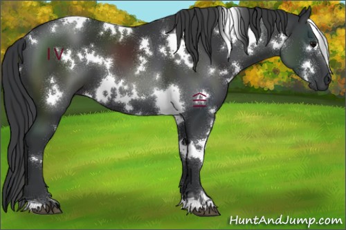 Horse Color:White Spotted Black
