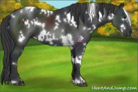 Horse Color:White Spotted Black 