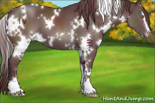 Horse Color:White Spotted Chocolate Black Sabino