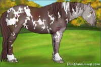 Horse Color:White Spotted Chocolate Black 