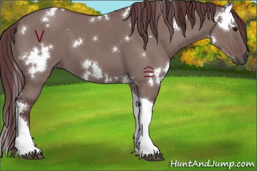 Horse Color:White Spotted Chocolate Grullo Tobiano 