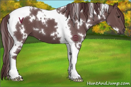 Horse Color:White Spotted Chocolate Black Tobiano 