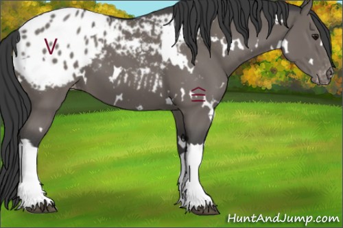 Horse Color:White Spotted Black Appaloosa 
