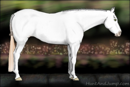 Horse Color:Gold Champagne Roan Dun Splash Tobiano Frame Blanket Rabicano 