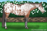 Horse Color:Brown Appaloosa and Brown Frame Appaloosa