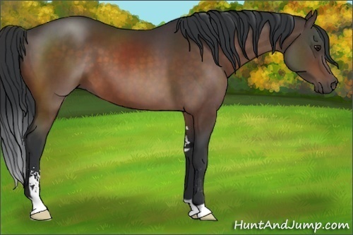 Horse Color:Brown Sabino 