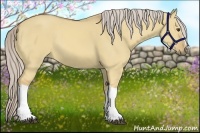 Horse Color:Palomino Dun