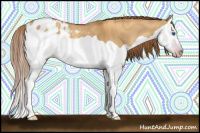 Horse Color:Gray Gold Champagne Dun Splash Appaloosa 