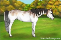 Horse Color:White Spotted Bay Onyx Splash 