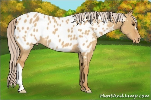 Horse Color:Palomino Dun Near Leopard