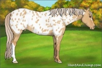 Horse Color:Palomino Dun Near Leopard