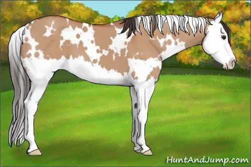 Horse Color:White Spotted Bay Dun Splash 