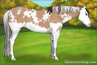 Horse Color:White Spotted Bay Dun Splash 