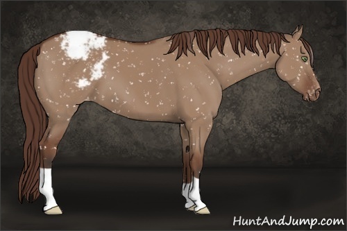 Horse Color:Bay Dun Appaloosa 