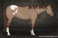 Horse Color:Bay Dun Snowcap