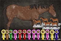 Horse Color:Bay Appaloosa 