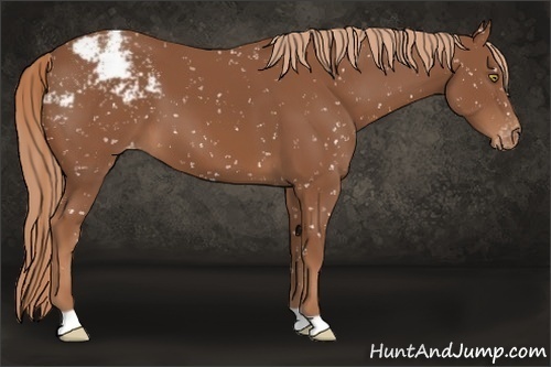 Horse Color:Chestnut Appaloosa 