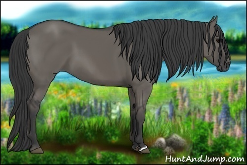 Horse Color:Grullo 