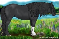 Horse Color:Black 