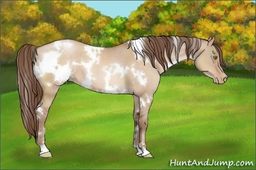 Horse Color:White Spotted Brown Pearl Dun 