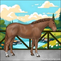 Horse Color:Chestnut 