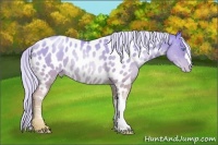 Horse Color:Gold Cream Champagne Pearl Near Leopard Rabicano