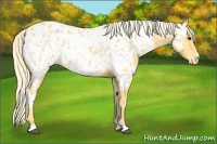 Horse Color:White Spotted Palomino Blanket