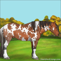 Horse Color:White Spotted Bay 
