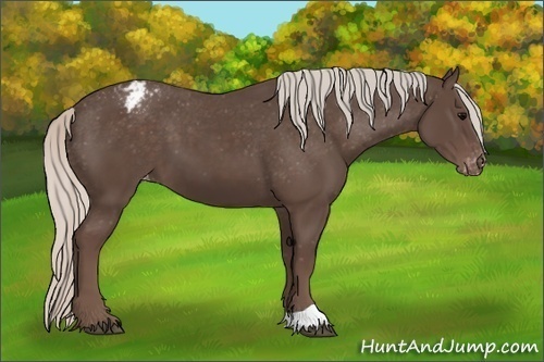 Horse Color:Silver Black Appaloosa 
