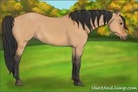 Horse Color:Bay Dun