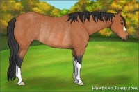 Horse Color:Bay Rabicano 