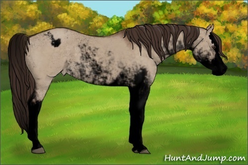 Horse Color:Void Liver Red Dun Sabino Splash Appaloosa 