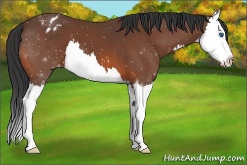 Horse Color:Bay Splash Appaloosa 