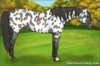 Horse Color:Grullo Appaloosa 