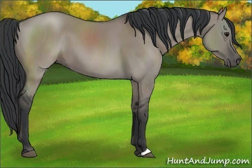 Horse Color:Grullo 