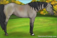Horse Color:Grullo 