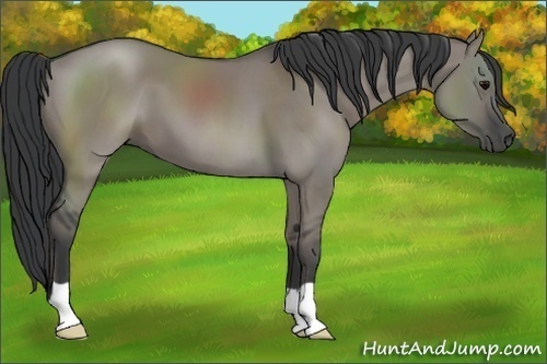 Horse Color:Grullo 