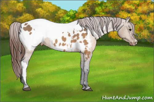 Horse Color:Brown Dun Appaloosa  and Brown Dun Appaloosa 