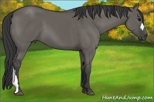 Horse Color:Grullo