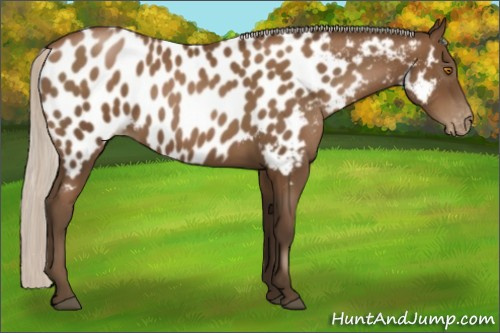 Horse Color:Gray Silver Black Pearl Appaloosa