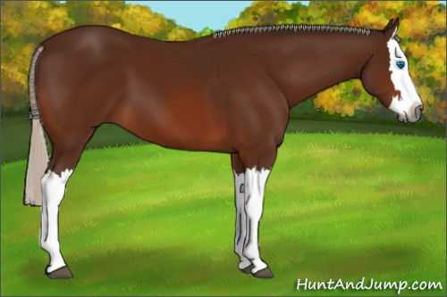 Horse Color:Gray Silver Bay Splash 