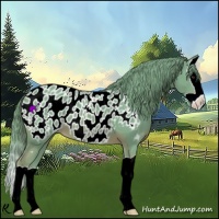 Horse Color:Watercolor Chestnut Splash Appaloosa