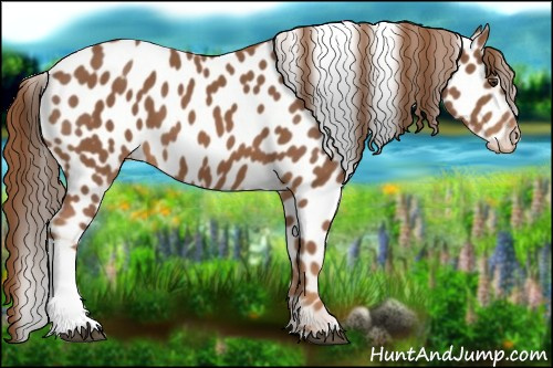 Horse Color:Chestnut Appaloosa 
