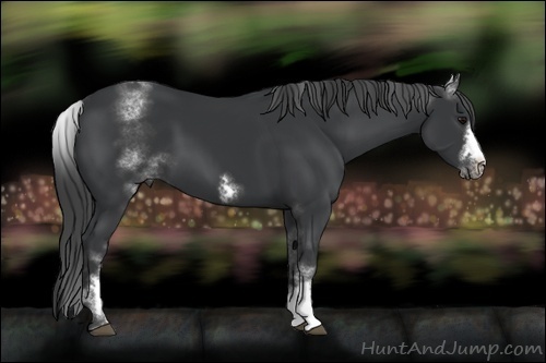 Horse Color:White Spotted Black Sabino Frame 