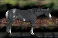 Horse Color:White Spotted Black Sabino Frame 