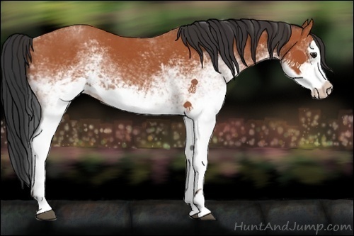 Horse Color:White Spotted Bay Splash  and White Spotted Bay Splash 
