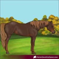 Horse Color:Gray White Spotted Chestnut 